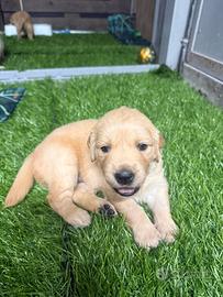 Golden retriever 100% linea inglese