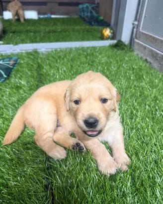 Golden retriever 100% linea inglese