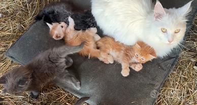 Cuccioli di maine coon
