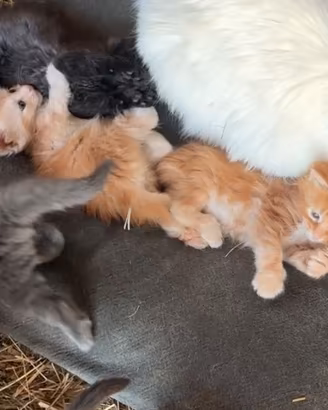 Cuccioli di maine coon