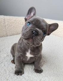 BULLDOG FRANCESE-FRENCH BOULEDOGUE blu pag mensile