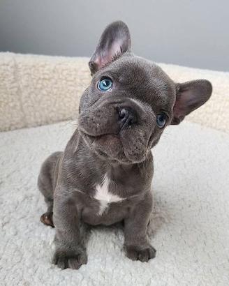 BULLDOG FRANCESE-FRENCH BOULEDOGUE blu pag mensile