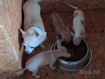 Chihuahua