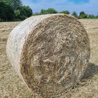 Fieno per pacciamatura