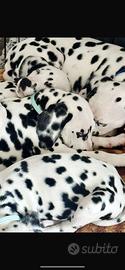Cucciolo di Dalmata con Pedigree