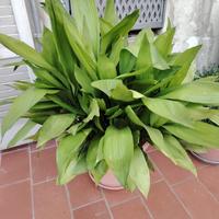 pianta di piombo (aspidistria Elatior)
