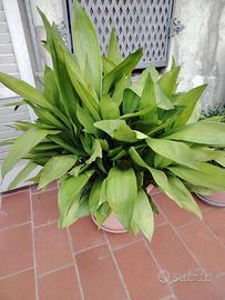 pianta di piombo (aspidistria Elatior)