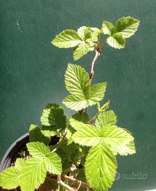 piantina di more senza spine 