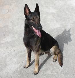 Pastore belga malinois pedigree Enci