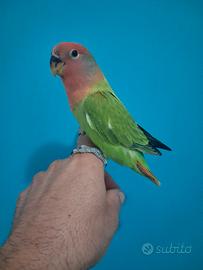 pappagallo inseparabile allevato a mano 