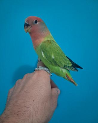 pappagallo inseparabile allevato a mano 