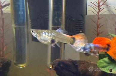 Guppy