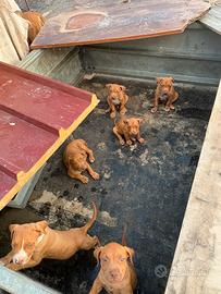 Cagnolini pit Bull originali