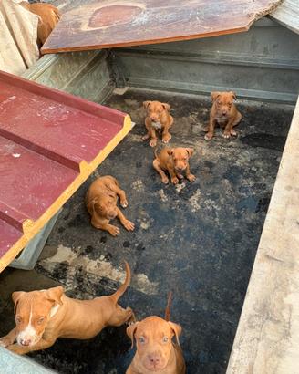 Cagnolini pit Bull originali