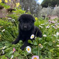 Cuccioli pastore tedesco