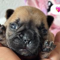 Bouledogue francese cuccioli