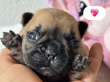 Bouledogue francese cuccioli