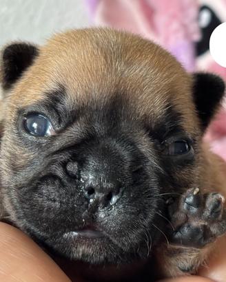 Bouledogue francese cuccioli