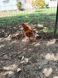 Gallo