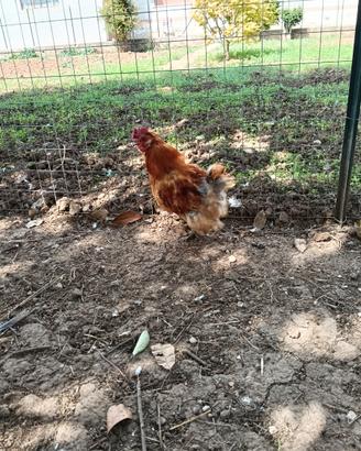 Gallo