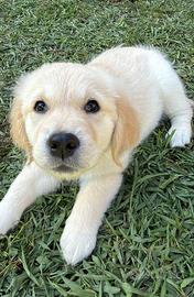 Cucciola Golden retriver