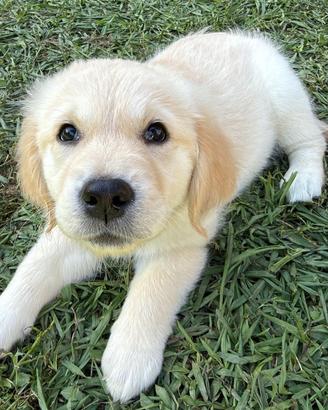 Cucciola Golden retriver