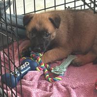 Pastore belga malinois