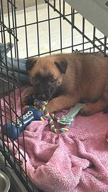 Pastore belga malinois