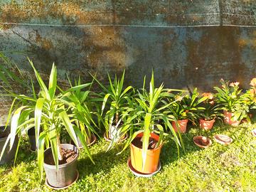 Piante di yucca