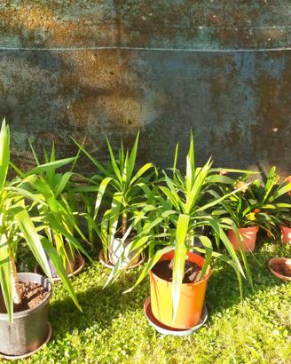 Piante di yucca