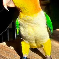 Caicco testa Gialla e testa Nera Pionites