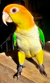 Caicco testa Gialla e testa Nera Pionites