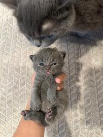 British shorthair blu 3femmine 1maschio