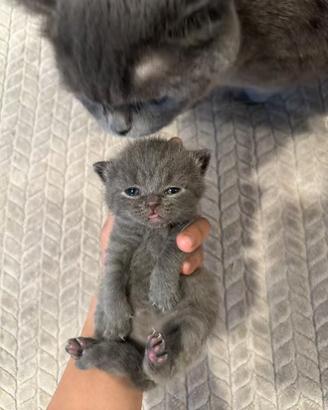 British shorthair blu 3femmine 1maschio