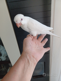 Parrocchetto monaco bianco femmina