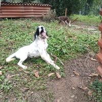 Setter inglese