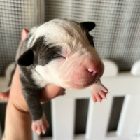 Pitbull Blue/Red Nose