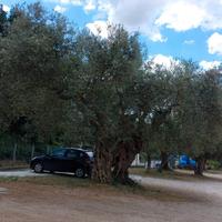 Albero di oliva