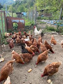 Galline ovaiole