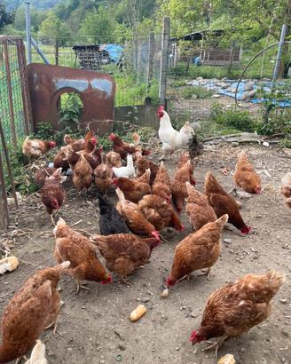 Galline ovaiole