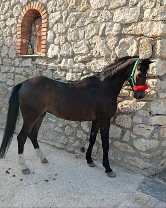Pony
