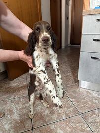 Springer Spaniel