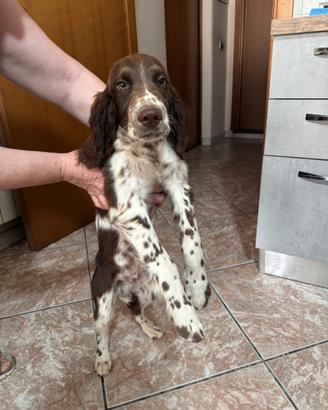 Springer Spaniel