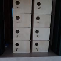 8 nidi Inseparabili 