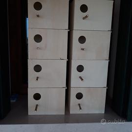 8 nidi Inseparabili 