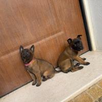 Pastore Malinois con pedigree maschi e femmine