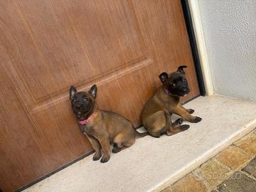 Pastore Malinois con pedigree maschi e femmine
