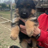 Cuccioli pastore tedesco