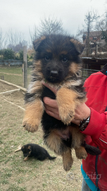 Cuccioli pastore tedesco