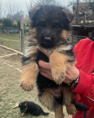 Cuccioli pastore tedesco